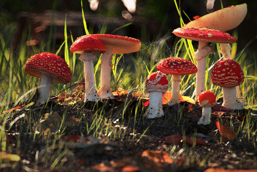 Natural Environment | 'Stumps, Mushrooms and Funghi' | Dan Woje